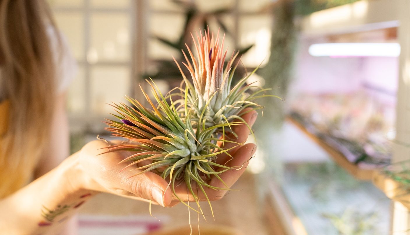 air plant blog